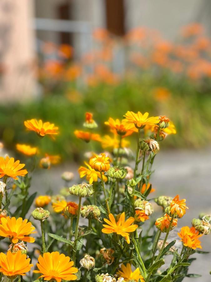 Garden House Budva Dış mekan fotoğraf